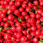 Radish Concertinas