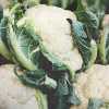 Arnabeet B'bashamel (Cauliflower Casserole)