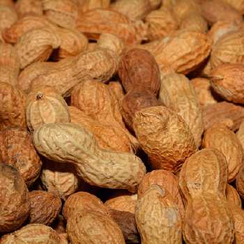 Bettina's Peanut Fondant