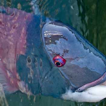 Boiled Sheepshead with Cream Sauce Dressing
