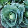 Cabbage in Cheese Sauce