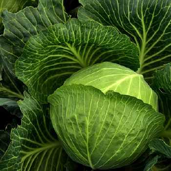 Cabbage With Bacon Sauce