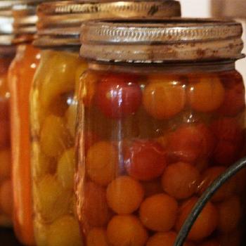 Canned Cherries