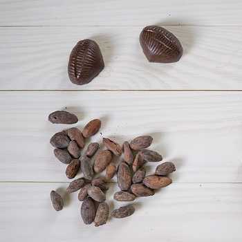 Cocoa Shells