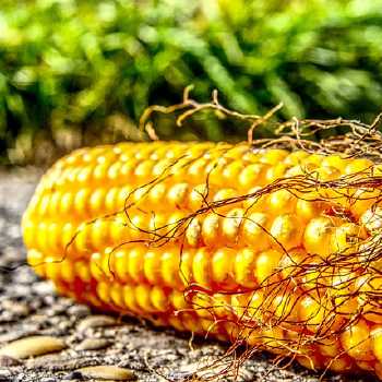 Corn-Meal and Wheat Bread