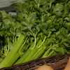 Cream of Celery Soup