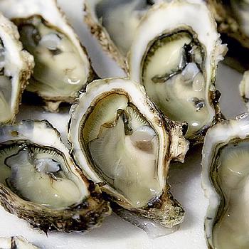 Creamed Oysters