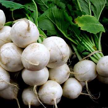 Creamed Turnips