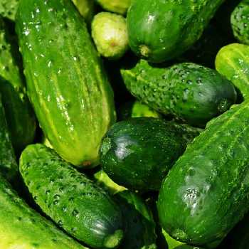 Cucumber Pickles