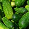 Cucumber Pickles