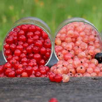 Currant Soy