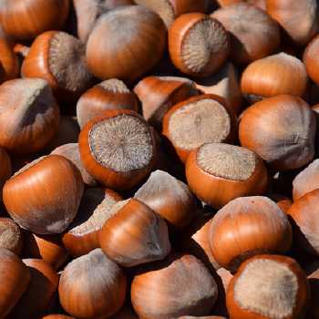 Delicious Hazelnut Tart