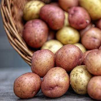 Fresh Peas And New Potatoes