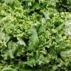 Head Lettuce