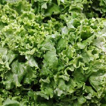 Head Lettuce