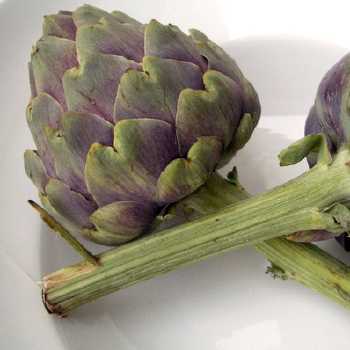 Jerusalem Artichokes