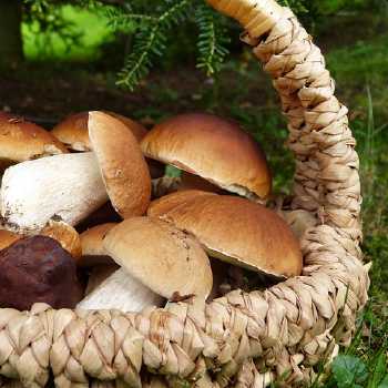 Polevka Krupkova s Susenymi Houbami (Barley Soup with Mushrooms)