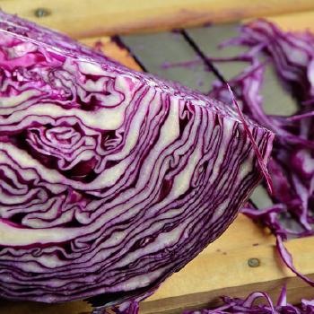 Potted Red Cabbage