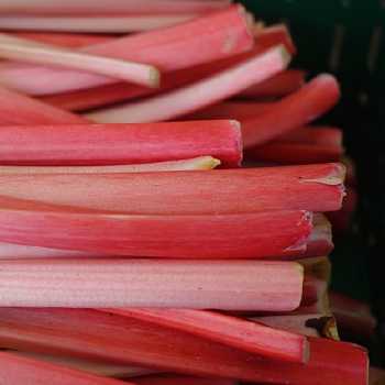 Rhubarb Sauce