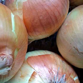 Spanish Onions