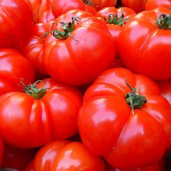 Tomato Cup Salad