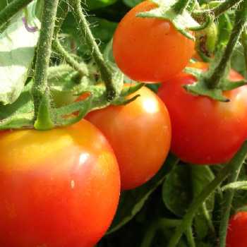 Tomato Juice Cocktail II