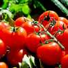 Tomato Sauce II