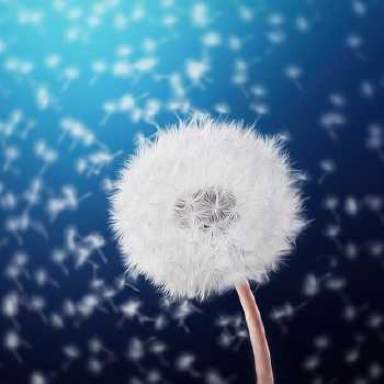 Vino Pampeliskove (Dandelion Wine)