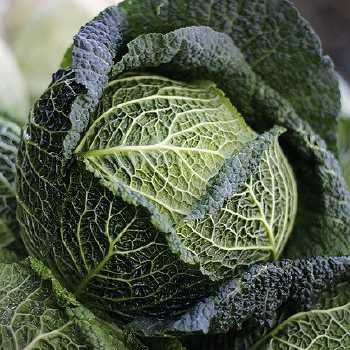 Zelniky (Cabbage Filling)